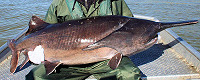 North Dakota 2019 Paddlefish Snagging Season Opens May 1