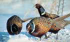 Idaho 2017 Pheasant Hunting Season Opens Oct 21 - in Areas 2 and 3