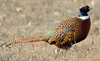 California 2019 Pheasant & Fall Turkey Hunting Season Underway