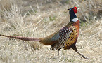 Wisconsin to Release Additional Pheasants for the 2018 Holiday Season
