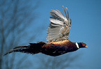 male ring-neck pheasant in flight