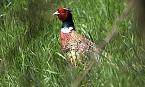 New Program Aims to Boost Michigan Grasslands in State Game Areas
