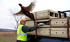 Wisconsin Wingshooters to Have More Pheasants to Hunt in Dec