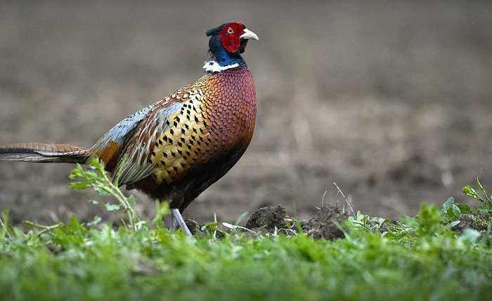 Utah Proposed Changes for 2020 Upland Bird Hunting Seasons