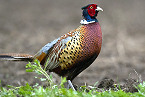 Utah Proposed Changes for 2020 Upland Bird Hunting Seasons
