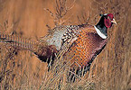 rooster pheasant