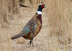 Pennsylvania 2019-20 Upland Bird Hunting Seasons Approved