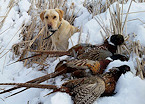Illinois Controlled Pheasant Season Extended through Jan 31 at Four Sites