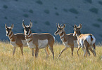 AZ pronghorn hunting
