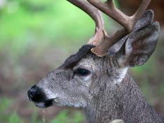 Important Application Information for Wyoming 2020 Deer/Elk Hunters