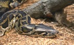 Florida Expands Its Python Elimination Program