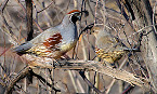 Hunt Quail in Utah Through Dec