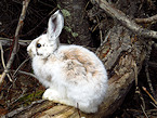 snowshoe rabbit hunting