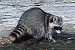 raccoon