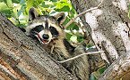 Colorado Warns of Rabies & Canine Distemper Outbreak