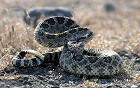 California Advises How to be Rattlesnake Safe This Spring