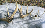 Utah shed antler hunting