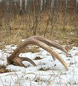Ohio shed antler hunting