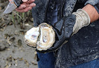 shellfish-oyster