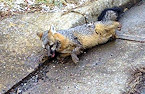 sick gray fox
