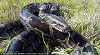 Florida Making it Easier, More Rewarding to Remove Pythons