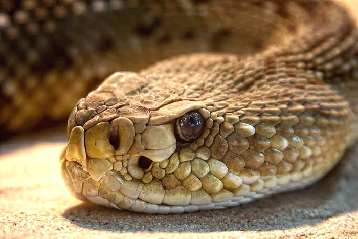Hunter Safety: How to Survive a Snake Encounter