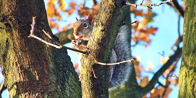 Missouri 2020 Squirrel Season Opens May 23