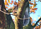 New Hampshire Small Game Hunting Seasons Opens Sept 1st