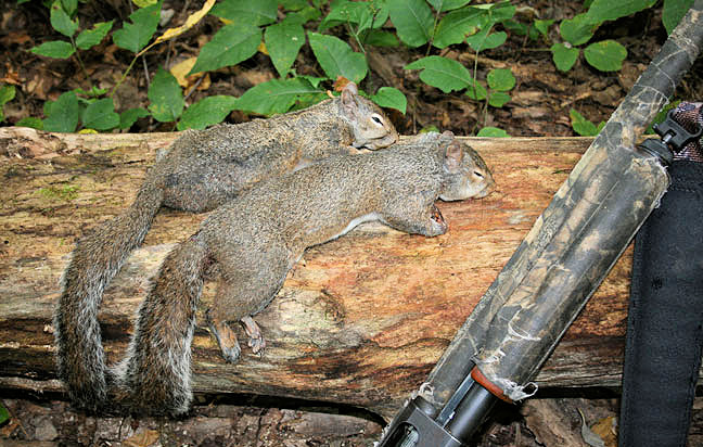 LDWF Reminds Hunters Spring Squirrel Season Opens May 2