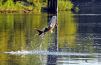sturgeon jumping