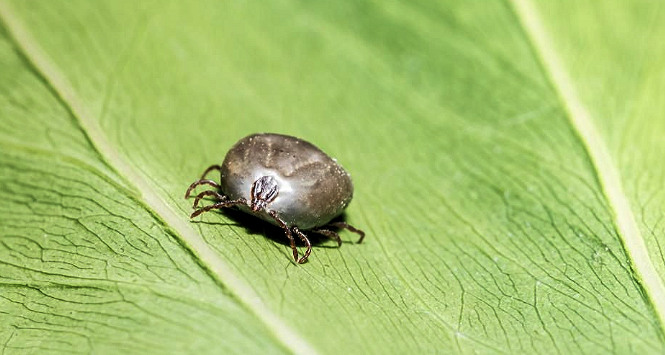 Asian Longhorned Tick Spreading Widely in U.S.