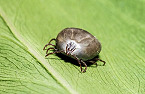 Asian Longhorned Tick Spreading Widely in U.S.