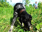 dog on blood trail