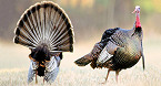 Apply for Tennessee 2019 Spring Turkey Quota Hunts