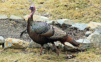 Hawaii 2020 Spring Bearded Turkey Season Opens March 1st