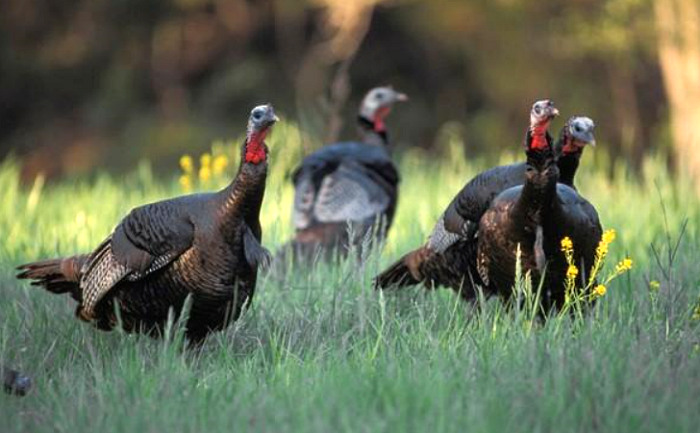 Ohio 2020 Controlled Wild Turkey Hunting Drawings at Eagle Creek WMA