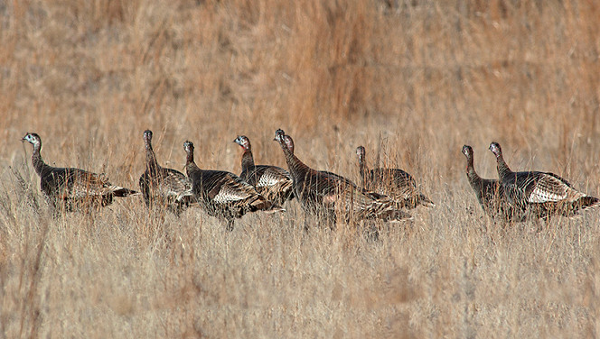 Accomplishing the Turkey Grand Slam on a Budget