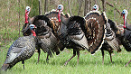 Apply for Kansas 2019 Youth Turkey Hunt in Council Grove by March 30