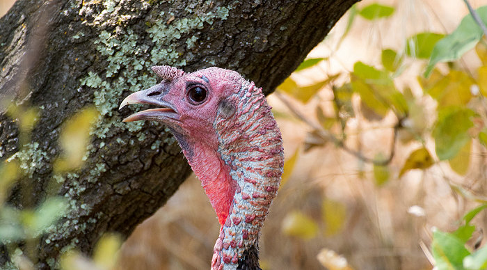 Vermont 2020 Spring Turkey Hunting Open through May 31