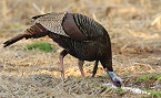 Oklahoma 2019 Spring Turkey Season Outlook Good as Season gets Underway