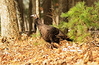 Wisconsin 2019 General Spring Turkey Season Opens April 17