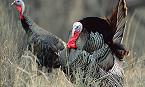Apply for Indiana 2019 Reserved Turkey Hunt Permits through March 22