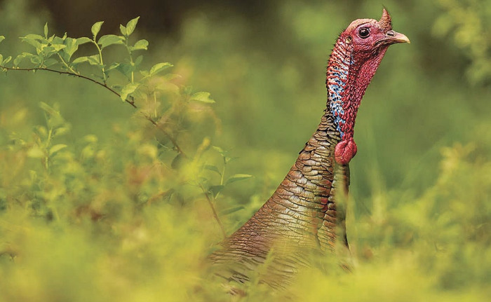 Nebraska Resident Only 2020 Spring Turkey Hunting Open through May 31