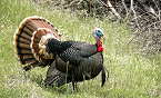California Drawing for 2020 Spring Wild Turkey Hunts on Public, Private Land