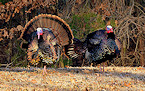 New Jersey 2017 Turkey Hunting Promising as Season Opens