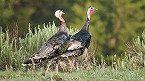 Kansas Unit 4 Spring Turkey Permit Deadline Feb 8