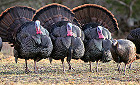 Rhode Island 2018 Spring Turkey Hunting Season Opens April 26