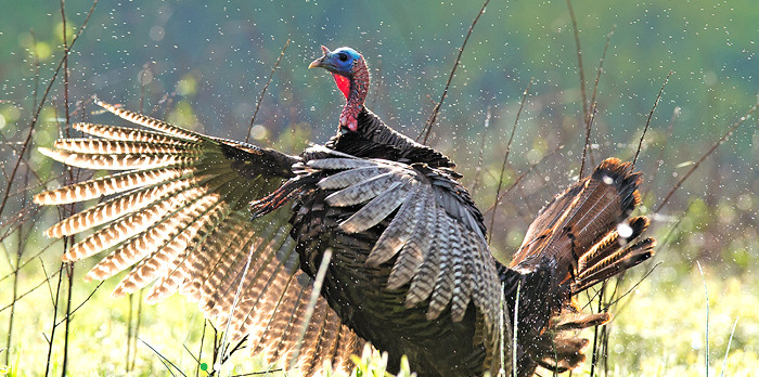 Tennessee 2020 Turkey Season Gets Underway