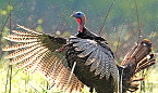Leftover Arkansas 2020 WMA Turkey Hunt Permits Available Online Feb 28