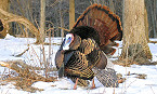 Apply for Illinois Private Land Access for 2020 Spring Turkey Hunting